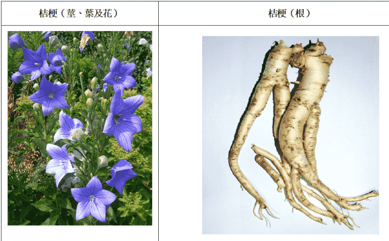 桔梗中藥