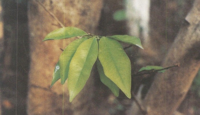 沉香禁忌