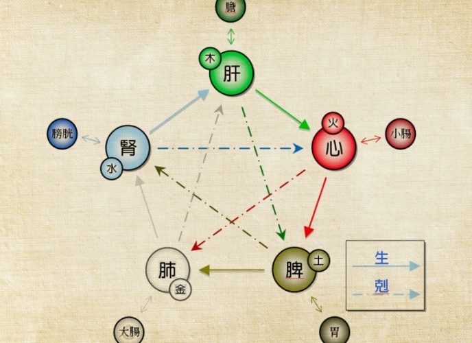 脾胃是什麼
