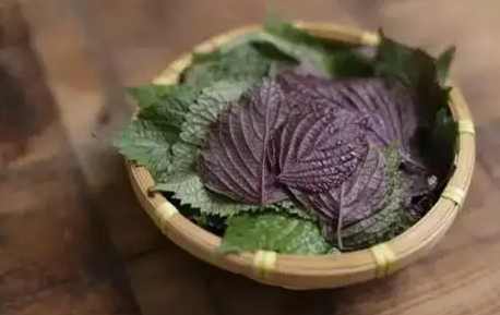 紫蘇功效