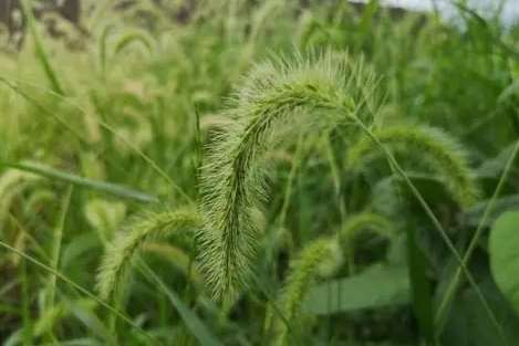 狗尾草功效