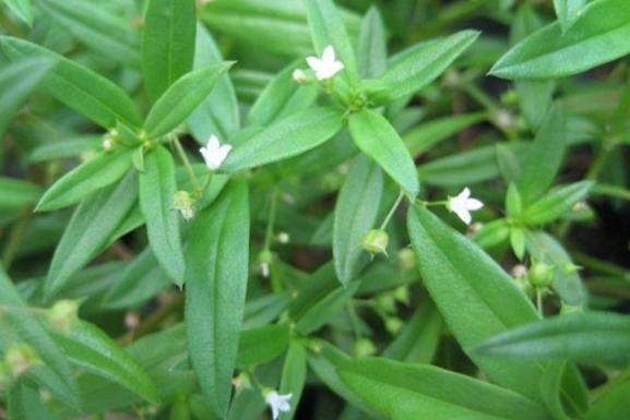 白花蛇舌草功效