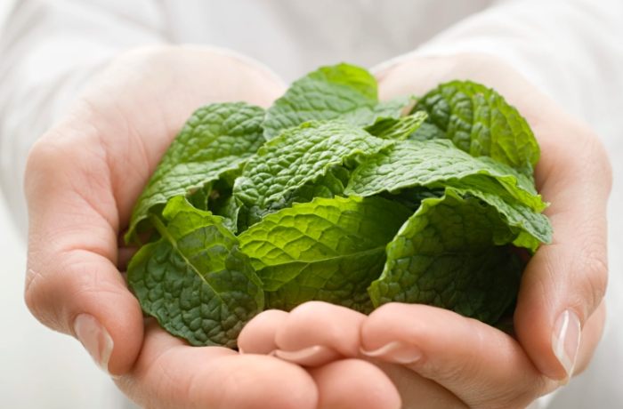 薄荷葉使用方法