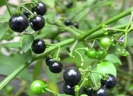 龍葵好處 龍葵好處