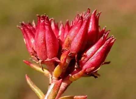 紅景天功效 紅景天功效