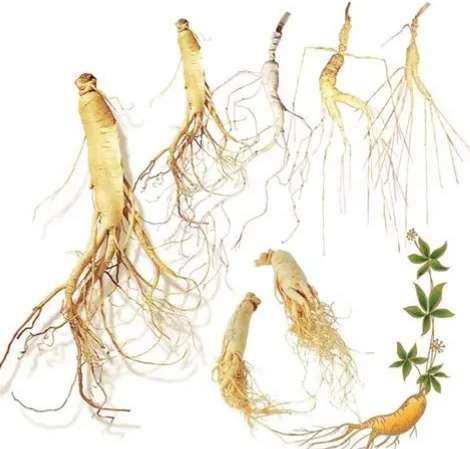 黨蔘花旗蔘功效 黨蔘花旗蔘功效