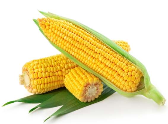 玉米消化問題