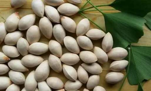 白果芯食用安全