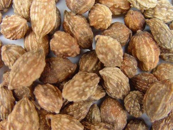 益智仁功效便秘