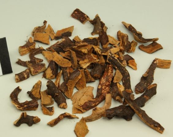 骨碎補作用 骨碎補作用