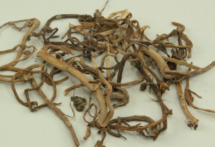 馬齒莧中藥功效