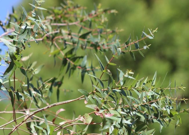 玫瑰尤加利功效