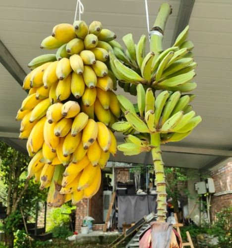 芭蕉 香蕉 區別