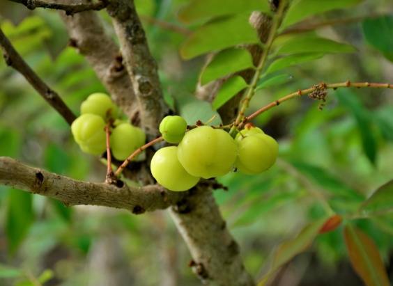油甘子食用禁忌