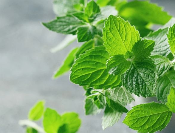 薄荷中醫應用