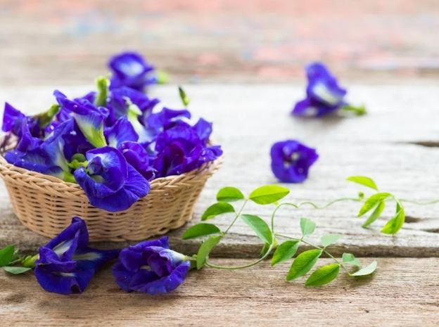 蝶豆花功效 蝶豆花功效