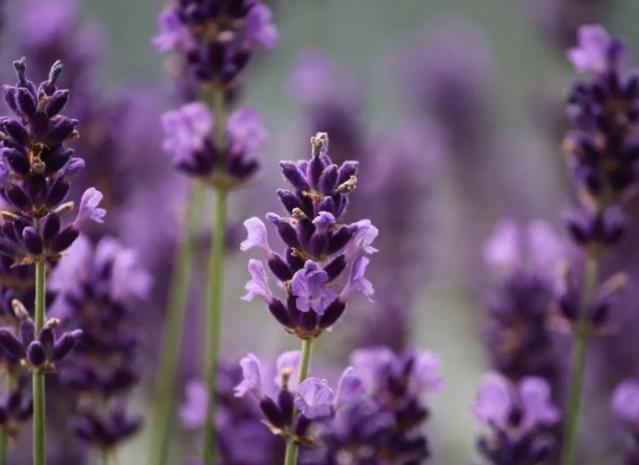薰衣草精油好處