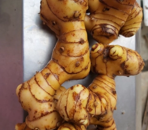 癌症病人吃薑黃 癌症病人吃薑黃