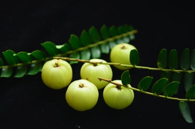 余甘子安全使用