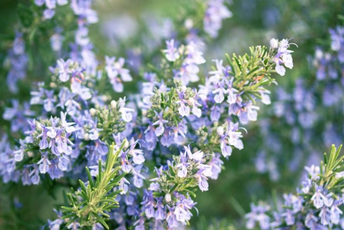 迷蝶香好處 迷蝶香好處