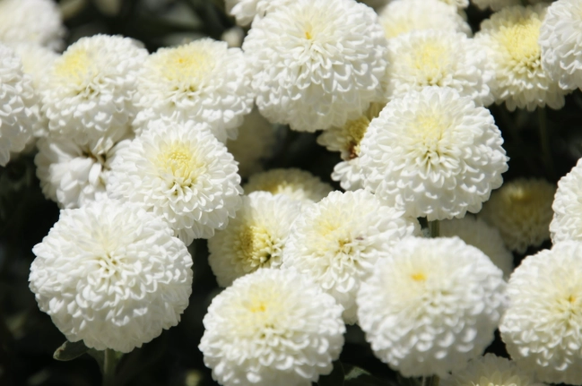 杭菊好處 杭菊好處