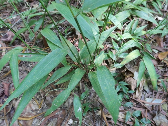 淡竹葉使用方法