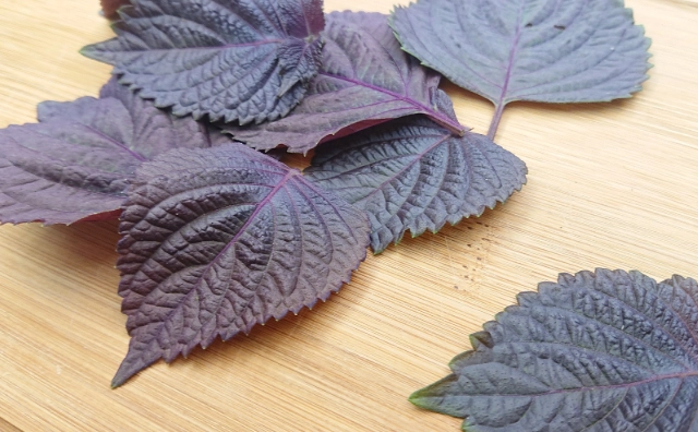 紫蘇好處