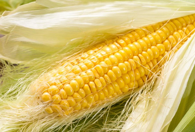 玉米營養