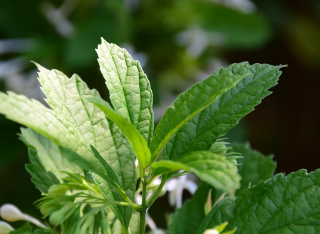 化石草科學中藥