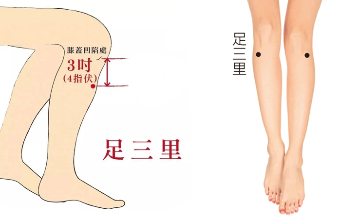 足三里位置