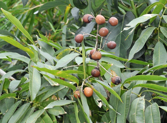 無患子使用方法