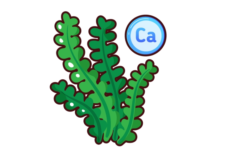 海藻鈣服用時間