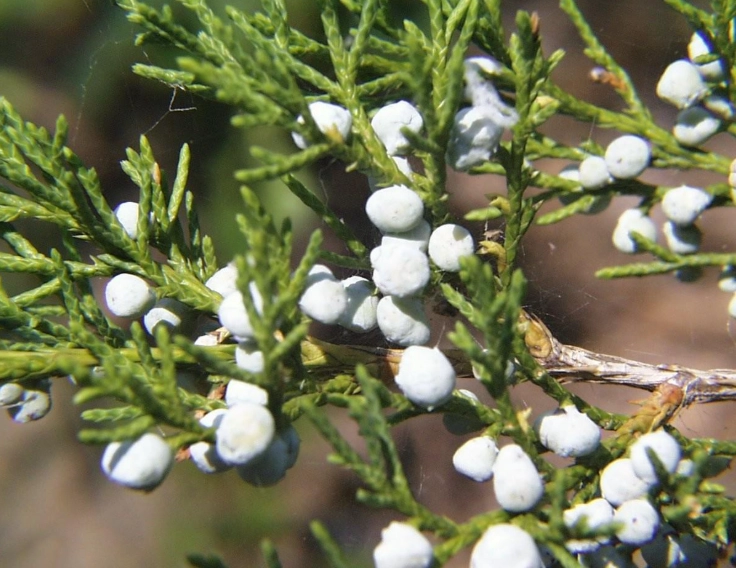 維吉尼亞雪松 大西洋雪松 比較