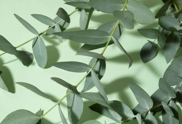 尤加利精油好處
