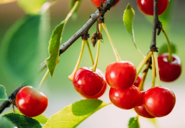 酸櫻桃功效