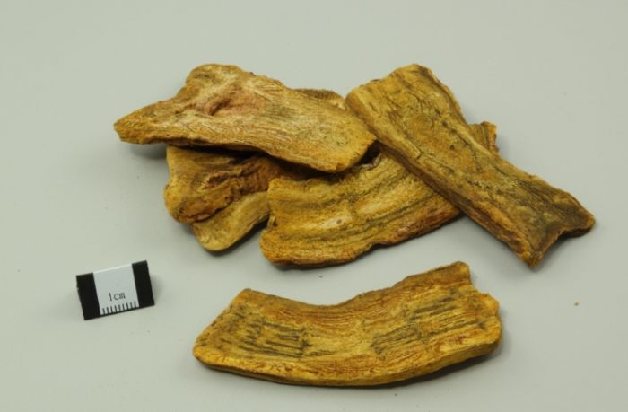 中藥大黃終極指南：功效、用法、副作用與選購秘訣