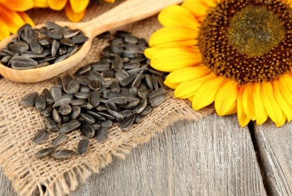 葵花子功效