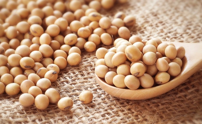 黃豆功效