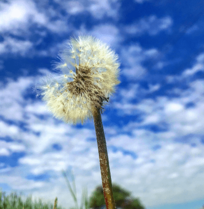 ​蒲公英中藥​的產地