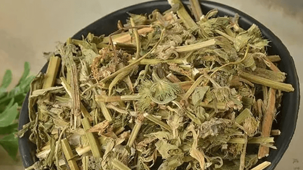 益母草产地