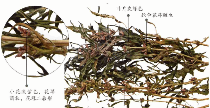 益母草注意事項與使用禁忌