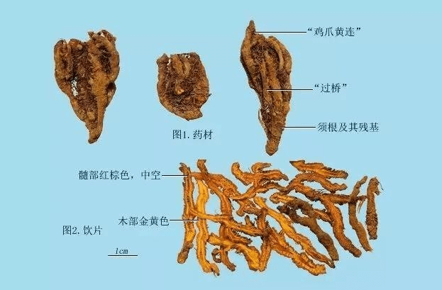 黃連的基本概念