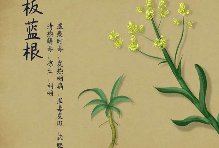 板藍根的副作用