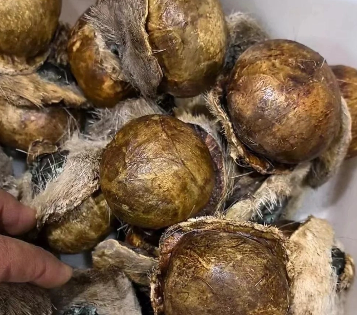 麝香功效與作用 麝香功效與作用