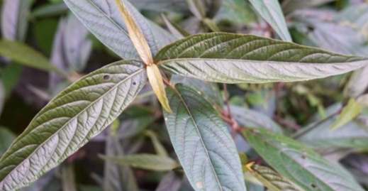 七葉膽功效和禁忌