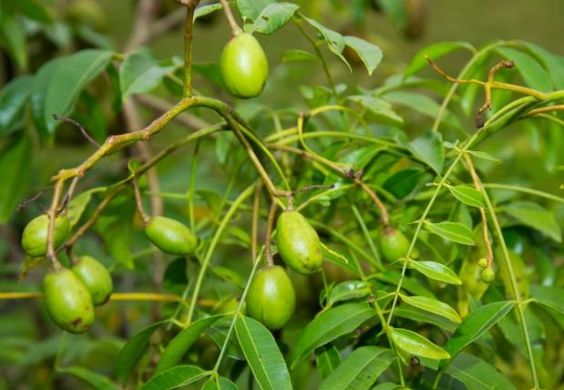 南洋橄欖的功效全解析：抗氧化、護肝、降血壓的健康寶藏