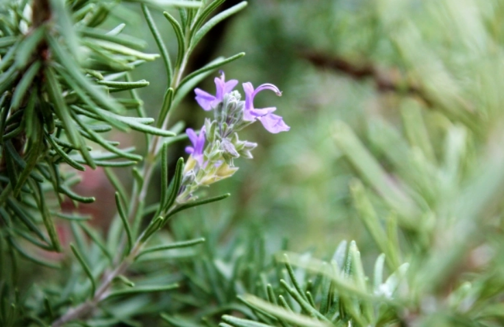 迷迭香的用處全解析：從廚房到保健的萬能草本指南