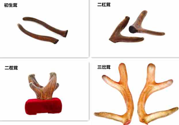 鹿茸懷孕可以吃嗎？孕婦食用鹿茸的完整安全指南與專家建議