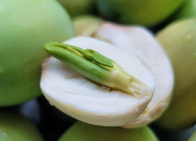 蓮子芯功效全解析：清心降火、安神助眠的天然寶藏