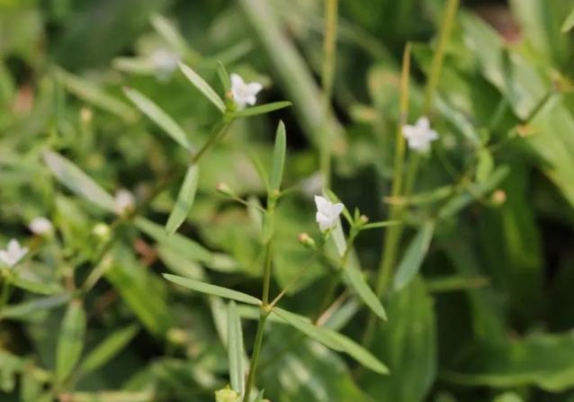 白花蛇舌草副作用全解析：安全使用指南與注意事項